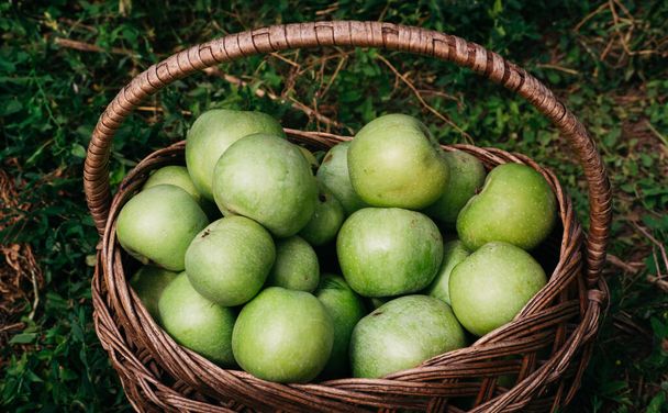 Frisse heldere groene appels in een mand, de boerenoogst van de late zomer en vroege herfst. Apple heeft gered. Oogst appels en doe ze in de mand. Appels in een rieten rieten mand. - Foto, afbeelding