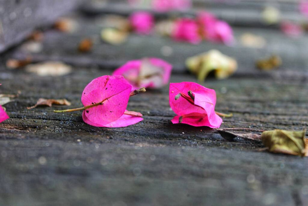 ροζ ροδοπέταλα στο έδαφος - Φωτογραφία, εικόνα