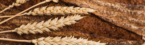close up view of fresh baked bread with spikelets, panoramic shot - Foto, Imagem