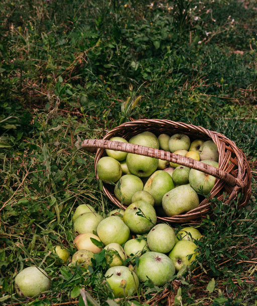 Jabłka w wiklinowym koszu ze słomką. Świeże jasne zielone jabłka w odwróconym koszu, rolnicze zbiory późnym latem i wczesną jesienią. Jabłko uratowane. Kosz jabłek leży na ziemi.. - Zdjęcie, obraz