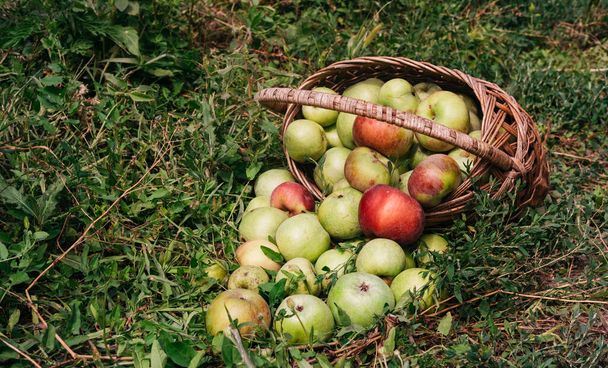 Manzanas en una cesta de paja de mimbre. Manzanas frescas de color verde brillante y rojo-rosado en una canasta invertida, cosecha de un agricultor de finales del verano y principios del otoño. Una cesta de manzanas está tirada en el suelo. - Foto, imagen
