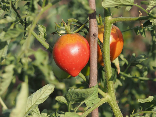 rijpe tomaten op de struik - Foto, afbeelding