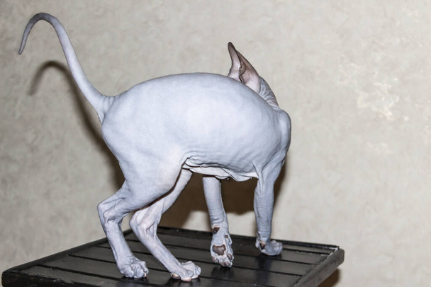 Esfinge gato gris gira y juega en un taburete oscuro. Hermoso peludo esfinge gris gatito se mueve y saltar. Vista trasera del gato - Foto, Imagen