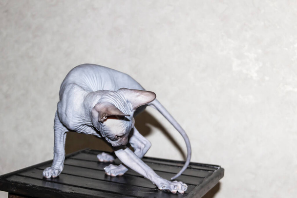 Sphinx gray cat spins and plays on a dark stool. Beautiful hairless Sphynx gray kitten moves and jump - Photo, Image