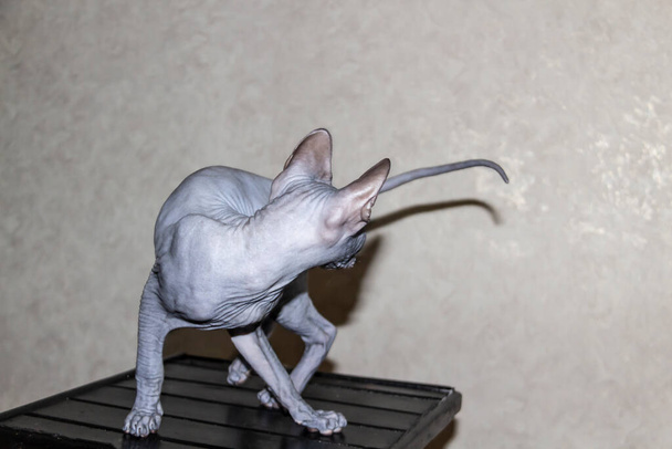 Sphinxgraue Katze dreht sich und spielt auf einem dunklen Schemel. Schöne haarlose Sphynx grauen Kätzchen bewegt und springt. Rückansicht der Katze. - Foto, Bild