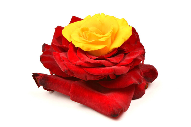 Όμορφο κόκκινο και κίτρινο τριαντάφυλλο λουλούδι που απομονώνονται σε λευκό φόντο. Φωτογραφία υψηλής ανάλυσης. Πλήρες βάθος πεδίου. - Φωτογραφία, εικόνα