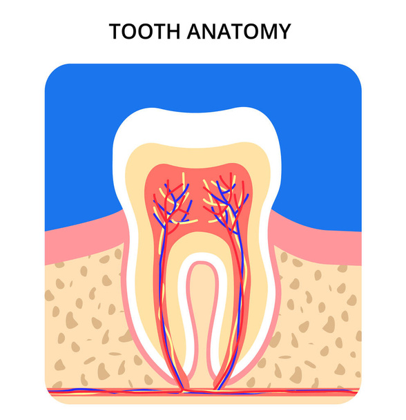 Инфографика зубной анатомии. Идеально подходит для медицинского плаката или баннера. Вектор S10 - Вектор,изображение