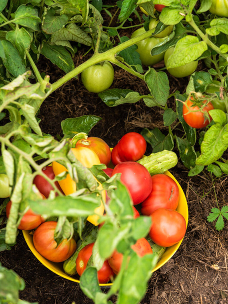 Sadonkorjuu maatilalla - kulho, jossa on tomaatteja, kurkkuja ja paprikoita, kerätty vihannespuutarhaan, lähikuva puutarhassa - Valokuva, kuva
