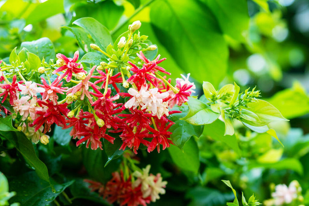 Combretum indicum flower on tree. Madhumalti plant tree with blooming flora on green leaves blurred background. - Photo, Image