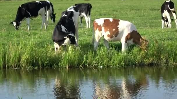 4K. Lehmät laiduntavat Edamin vihreällä niityllä Alankomaissa. Lehmien lähellä on vesivirta. - Materiaali, video