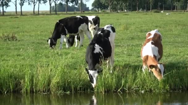 4K. Krávy se pasou na zelené louce v nizozemském Edamu. Poblíž krav je potok vody. - Záběry, video