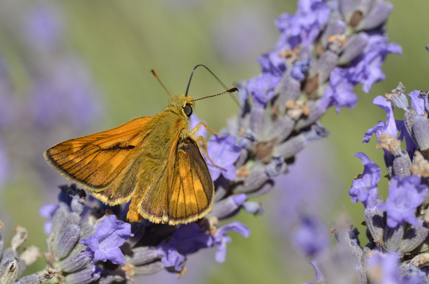 kleiner Skipper-Schmetterling auf Lavendel - Foto, Bild