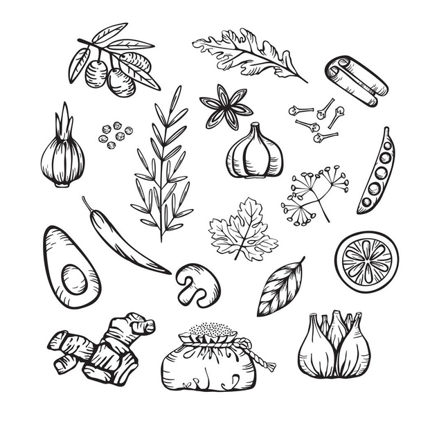 Various spices and herbs  for delicious cooking. Set of vector linear icons in cartoon style. Hand drawings isolated on white background. - Вектор,изображение