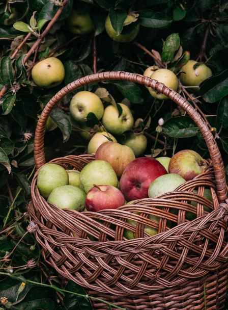 A basket with fresh red and green liquid apples stands near the Apple tree on the ground. Seasonal delicious and fragrant fruits, fruit trees in the garden. Apples in a wicker straw basket. - Fotó, kép