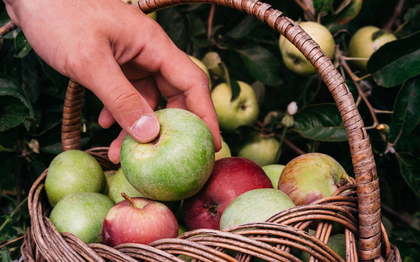 Человек кладет свежесобранные яблоки с яблони в корзину из соломы. Урожай в конце лета во время спа-салона Apple. Фермерство и садоводство. - Фото, изображение