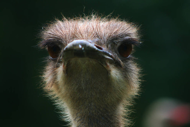a close-up of a female ostrich in Africa - Фото, изображение