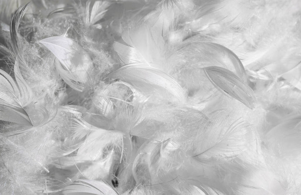 Beyaz ördek tüyü. arkaplan veya doku - Fotoğraf, Görsel