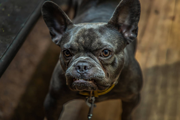 Puppy french bulldog stand on chair by table in home. No focus, specifically. - Photo, Image