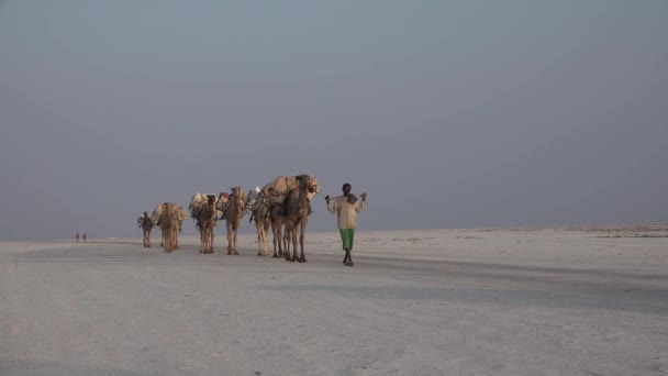 Etiopia. Carovana di cammelli nel deserto - Filmati, video