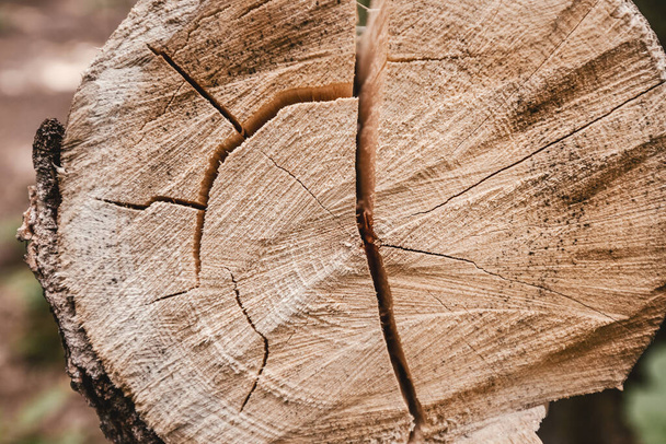 Detailansicht gefällter Baumstämme im Forstdienst. Konzentrische Kreise zeigen, wie alt der Baum ist. - Foto, Bild