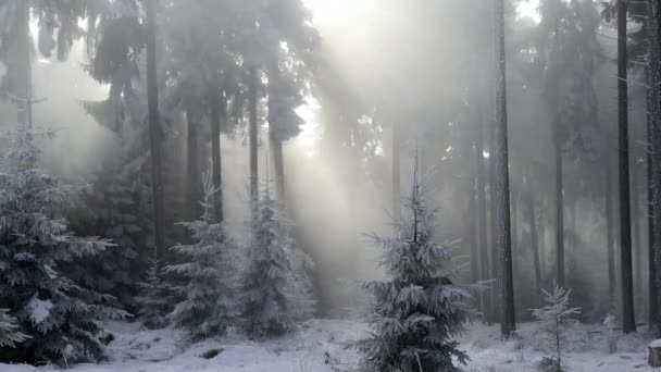 Clima de niebla forestal
 - Metraje, vídeo