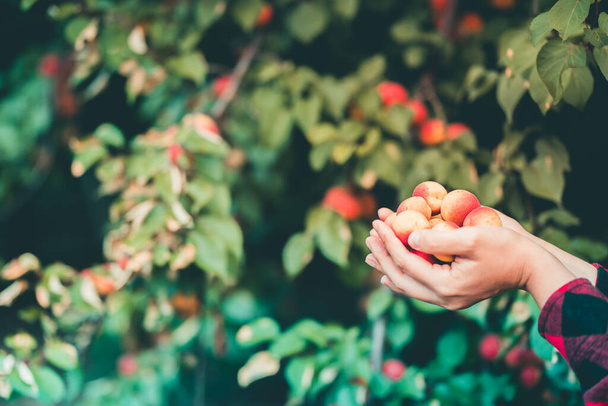 Close up of woman's hands hold ripe apricots on background of apricot tree. Concept of garden harvest - Photo, Image