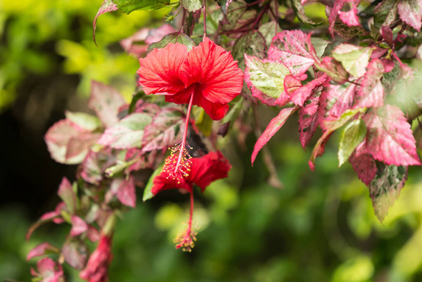 Κοντινό πλάνο γύρη του κόκκινου Hibiscus rosa-sinensis ή Cooperi με πράσινο φόντο φύλλα - Φωτογραφία, εικόνα