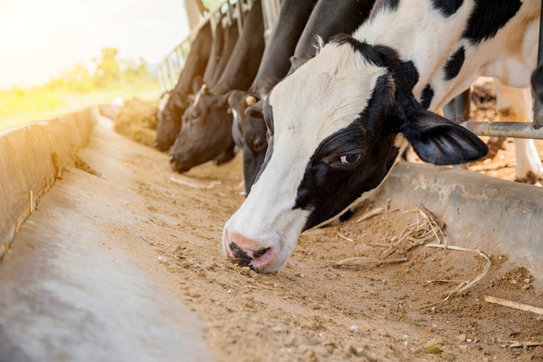 Молочне фермерство, доїння, штучне запліднення, тваринництво на фермі, фермерське коров'яцтво з доїльними коровами
 . - Фото, зображення