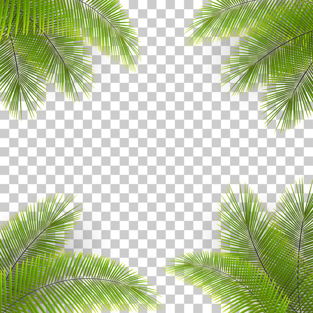 Vector palm tree leaves in the corners on transparent backfround. Tropical background. Coconut leaves frame. - Vector, Image