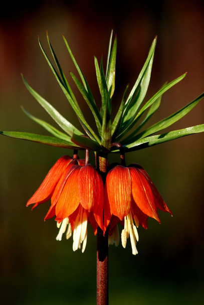 Flower - Photo, Image