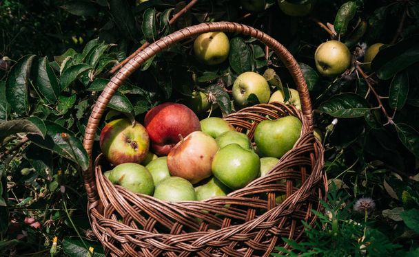 A basket with fresh red and green liquid apples stands near the Apple tree on the ground. Seasonal delicious and fragrant fruits, fruit trees in the garden. Apples in a wicker straw basket. - Photo, Image