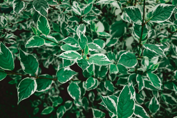 feuilles vertes poussent, fond de brousse - Photo, image