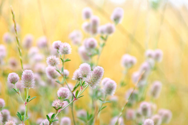 野花ピンクの花序夏に太陽の光で柔らかい黄色の背景の牧草地に円錐花序. - 写真・画像