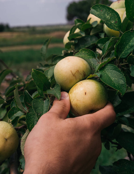 Człowiek jedną ręką zbiera zielone jabłka z drzewa. Rolnictwo i ogrodnictwo. Ogrodnik zbiera jabłka pod koniec lata.. - Zdjęcie, obraz