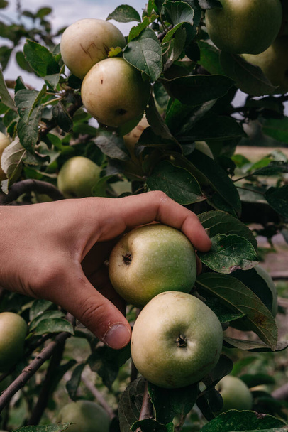 Ένας άνθρωπος συλλέγει πράσινα μήλα από ένα δέντρο με το ένα χέρι. Καλλιέργεια και κηπουρική. Ο κηπουρός μαζεύει μήλα στο τέλος του καλοκαιριού.. - Φωτογραφία, εικόνα