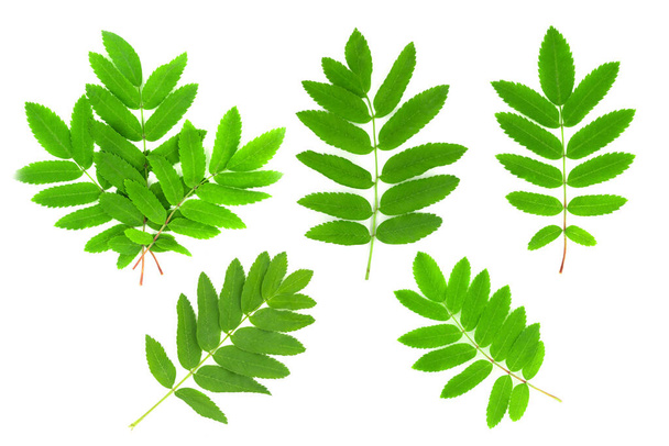 Collage van groene bladeren van varens en zwaan geïsoleerd op witte achtergrond - Foto, afbeelding