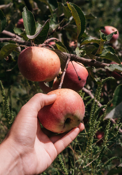 Ένας άνθρωπος συλλέγει κόκκινα μήλα από ένα δέντρο με το ένα χέρι. Καλλιέργεια και κηπουρική. Ο κηπουρός μαζεύει μήλα στο τέλος του καλοκαιριού.. - Φωτογραφία, εικόνα