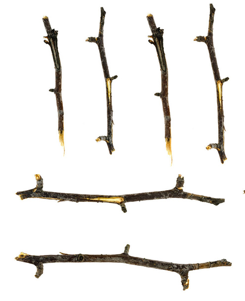 Dry tree twigs branches isolated on white background. close-up - Photo, Image