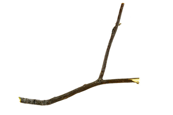 Trockene Zweige Äste isoliert auf weißem Hintergrund. Nahaufnahme - Foto, Bild