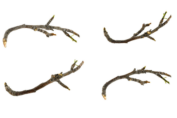 Trockene Zweige Äste isoliert auf weißem Hintergrund. Nahaufnahme - Foto, Bild