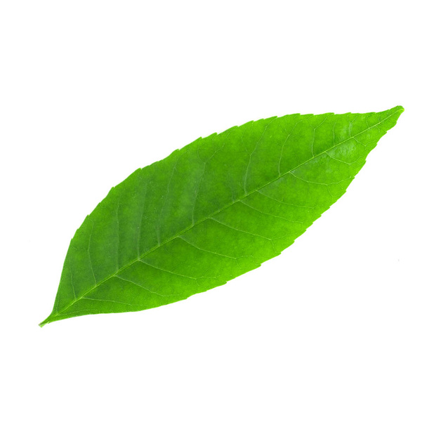 feuilles vertes isolées sur fond blanc - Photo, image