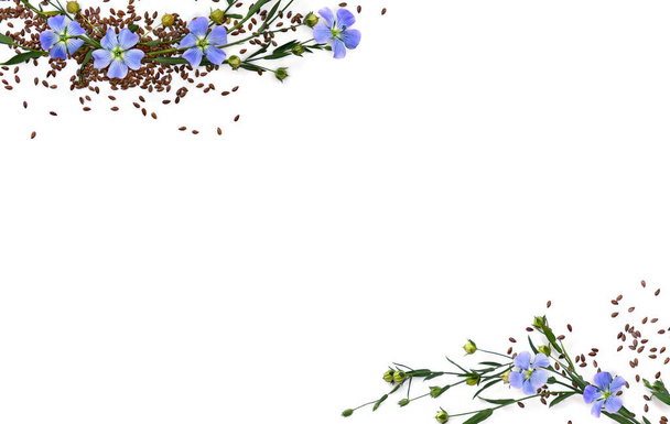 Kapselit, joissa on siemenpellavaa ja kukkia (Linum usitatissimum, tavallinen pellava tai pellavansiemen) valkoisella pohjalla, jossa on tilaa tekstille. Top view, tasainen lay. - Valokuva, kuva