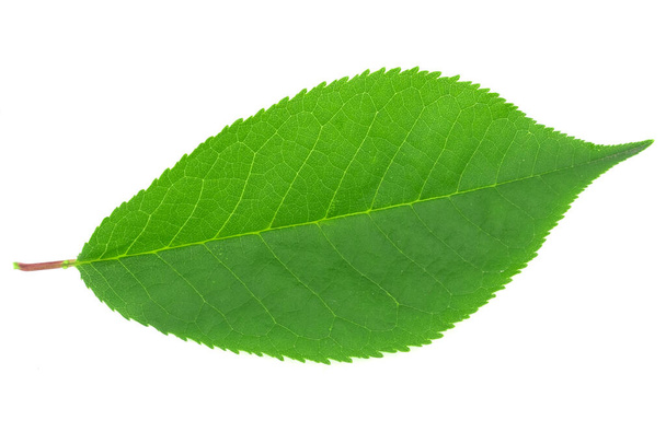groene bladeren geïsoleerd op witte achtergrond - Foto, afbeelding