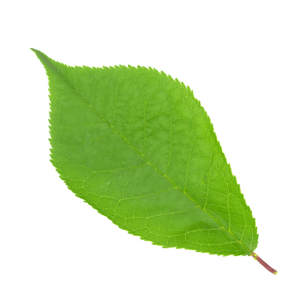 hojas verdes aisladas sobre fondo blanco - Foto, imagen