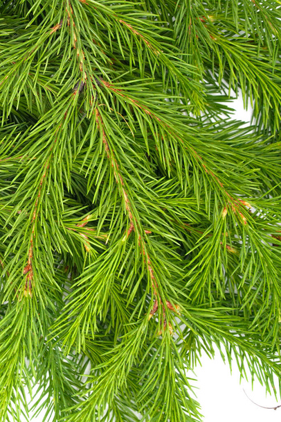 Spruce şubesi beyaz arka planda izole edilmiş. Yeşil köknar. Noel ağacı - Fotoğraf, Görsel