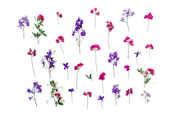 Фиолетовые и розовые полевые цветы, Консолида (жаворонок), полевые дикие розовые цветы фасоль на белом фоне. Вид сверху, плоский - Фото, изображение