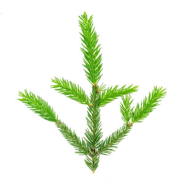 Spruce branch isolated on white background. Green fir. Christmas tree - Foto, Imagem
