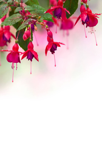 Fuchsia triphylla rood roze bloemen met druppels tijdens regen op een zomerdag met ruimte voor tekst - Foto, afbeelding