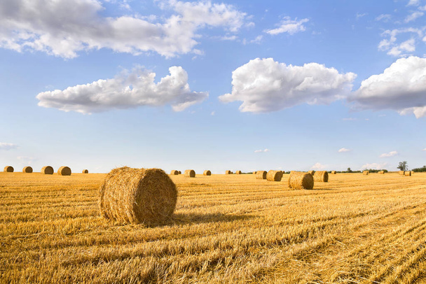 Un campo con fardos de paja después de la cosecha en el fondo del cielo  - Foto, Imagen