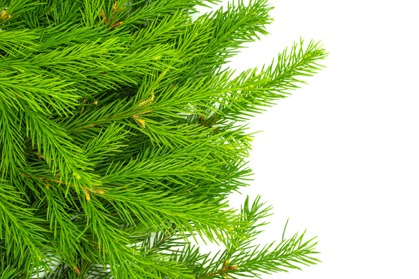 Ramo di abete isolato su sfondo bianco. Abete verde. Albero di Natale - Foto, immagini